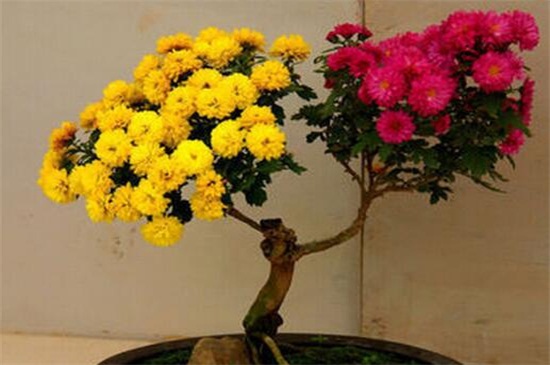 菊花的繁殖办法