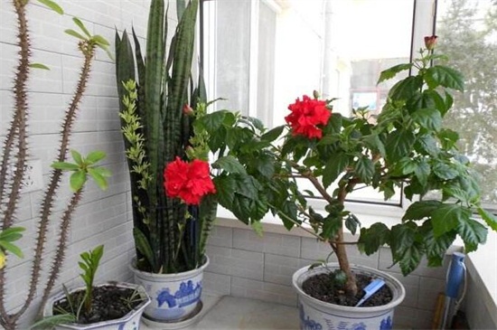 木菊花的养殖办法,6种办法可让木菊花爆盆