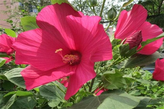 木菊花的养殖办法,6种办法可让木菊花爆盆