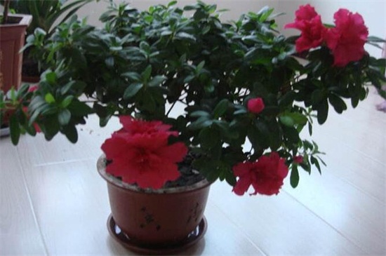 木菊花的养殖办法,6种办法可让木菊花爆盆