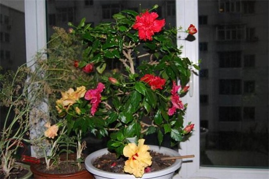 木菊花的养殖办法,6种办法可让木菊花爆盆