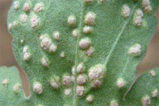 木菊花的养殖办法,6种办法可让木菊花爆盆