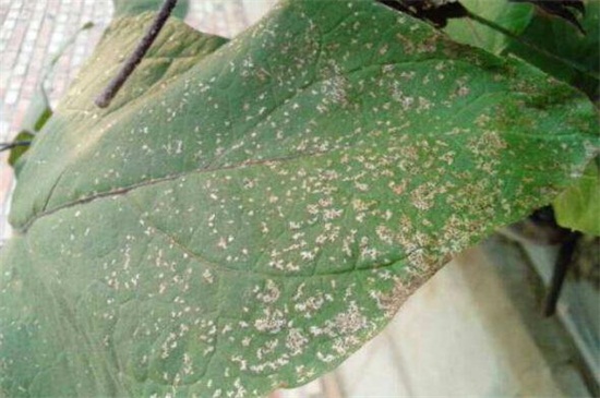 木菊花的养殖办法,6种办法可让木菊花爆盆