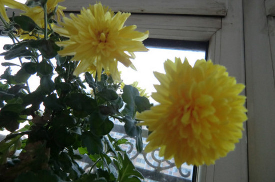 月月菊开完花如何剪枝，修剪残花败枝促进下次开花