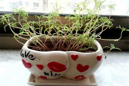 菊花如何室内越冬，4种办法使菊花安全越冬