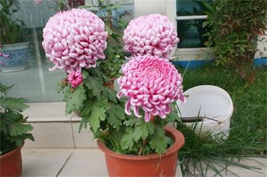 菊花如何室内越冬，4种办法使菊花安全越冬