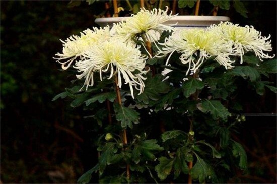 菊花如何室内越冬，4种办法使菊花安全越冬