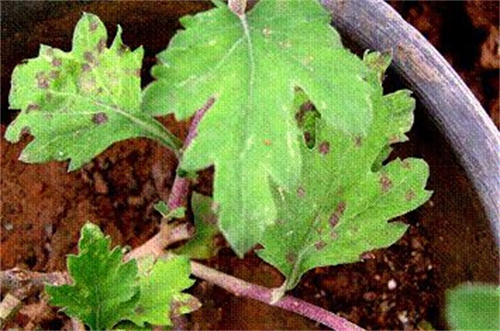 菊花如何室内越冬，4种办法使菊花安全越冬