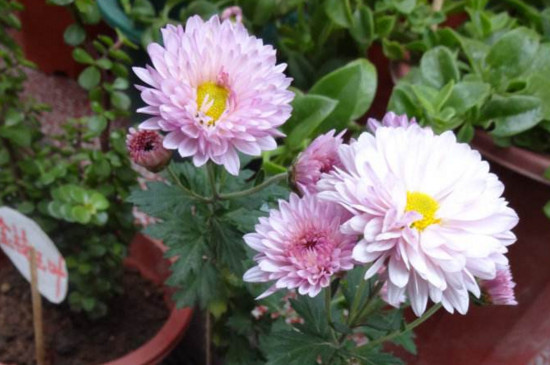 四季菊为何不开花了，掌握四个要点让四季菊花开满盆