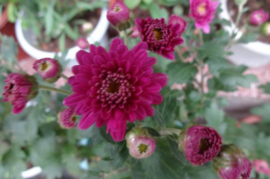 四季菊为何不开花了，掌握四个要点让四季菊花开满盆