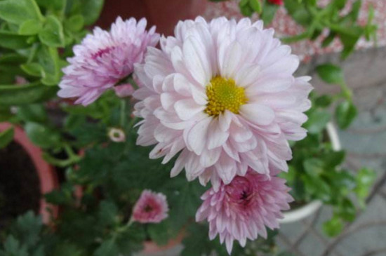 四季菊为何不开花了，掌握四个要点让四季菊花开满盆