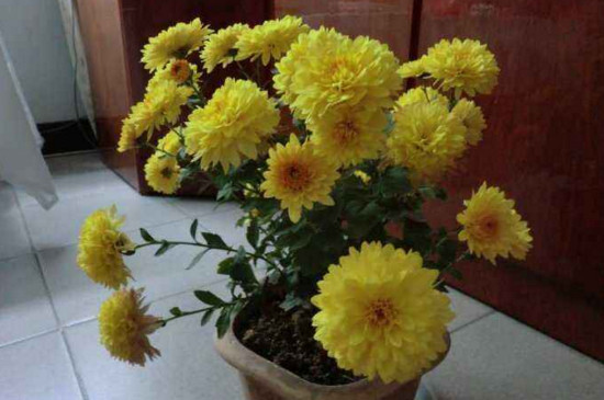 四季菊为何不开花了，掌握四个要点让四季菊花开满盆