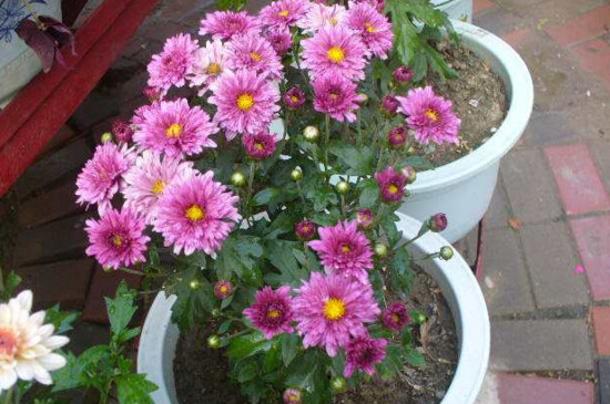 四季菊为何不开花了，掌握四个要点让四季菊花开满盆