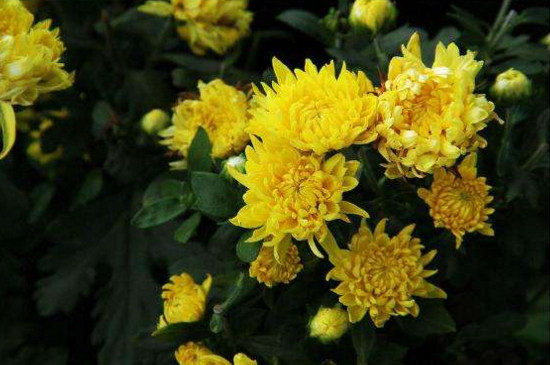 四季菊为何不开花了，掌握四个要点让四季菊花开满盆