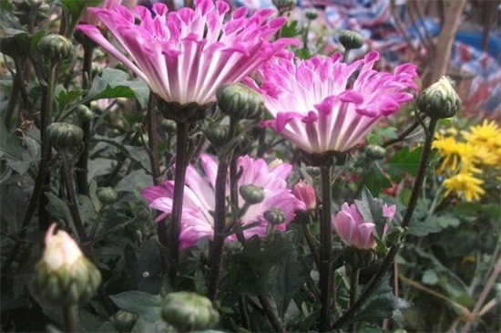 粉菊花花语是什么,粉色菊花代表什么意思