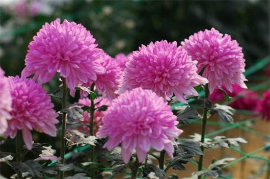 粉菊花花语是什么,粉色菊花代表什么意思