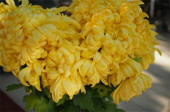 粉菊花花语是什么,粉色菊花代表什么意思