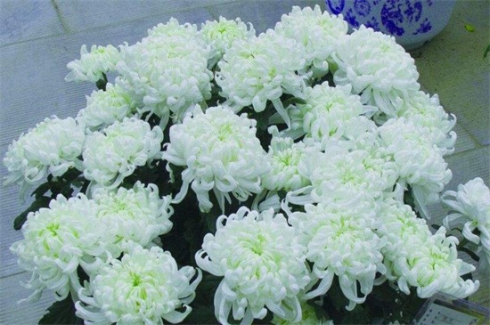 粉菊花花语是什么,粉色菊花代表什么意思