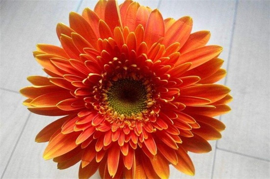 粉菊花花语是什么,粉色菊花代表什么意思