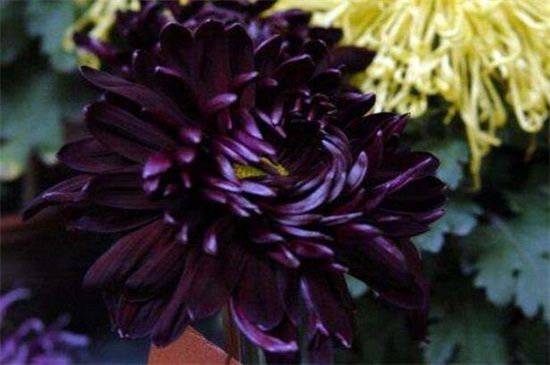 粉菊花花语是什么,粉色菊花代表什么意思