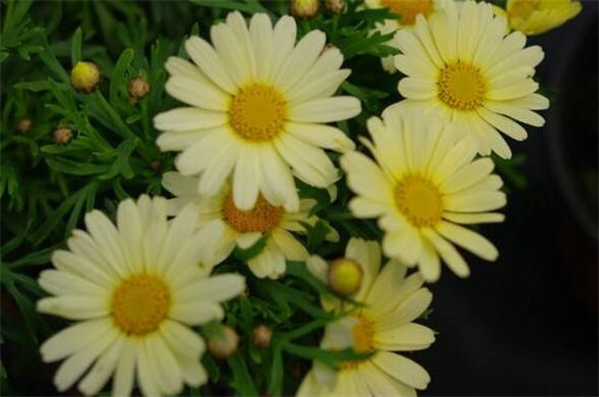 菊花有哪些种类，从花期/用颜色以及花茎长短细分菊花