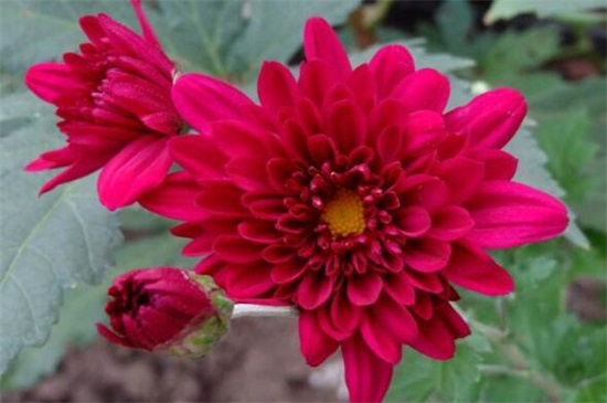 菊花有哪些种类，从花期/用颜色以及花茎长短细分菊花