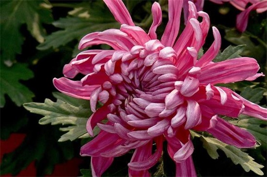 菊花有哪些种类，从花期/用颜色以及花茎长短细分菊花