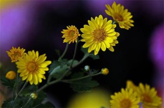 菊花有哪些种类，从花期/用颜色以及花茎长短细分菊花