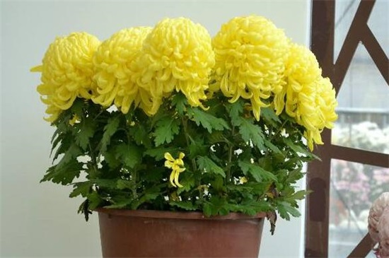 菊花有哪些种类，从花期/用颜色以及花茎长短细分菊花