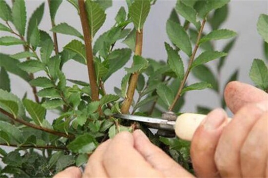菊花的修剪办法图解，五个步骤加强菊花盆栽观赏性