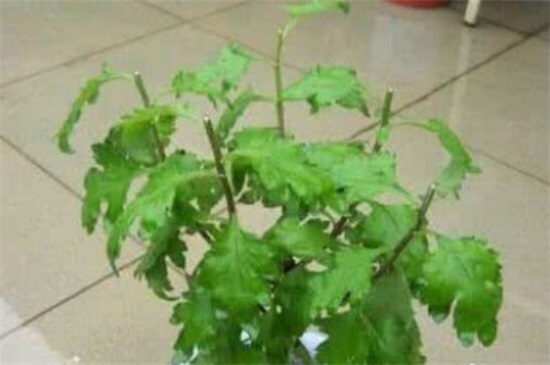 菊花的修剪办法图解法，4个步骤剪出品貌俱佳的菊花盆栽