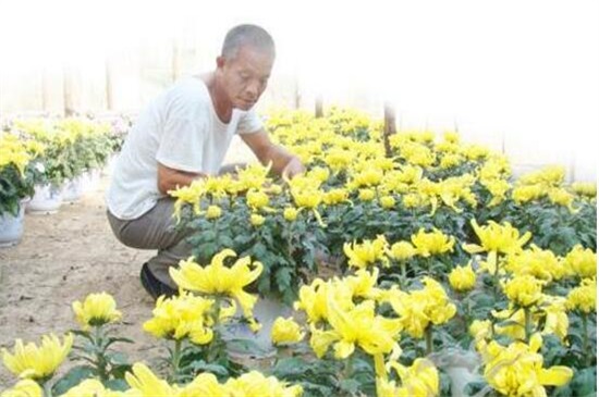 菊花的修剪办法图解法，4个步骤剪出品貌俱佳的菊花盆栽