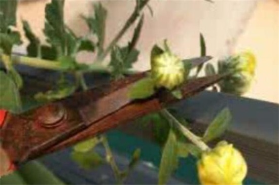菊花的修剪办法图解法，4个步骤剪出品貌俱佳的菊花盆栽