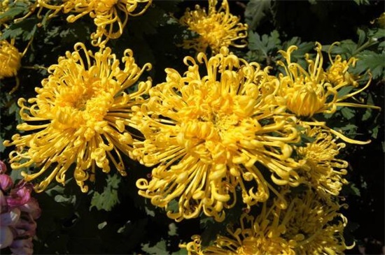 菊花的修剪办法图解法，4个步骤剪出品貌俱佳的菊花盆栽