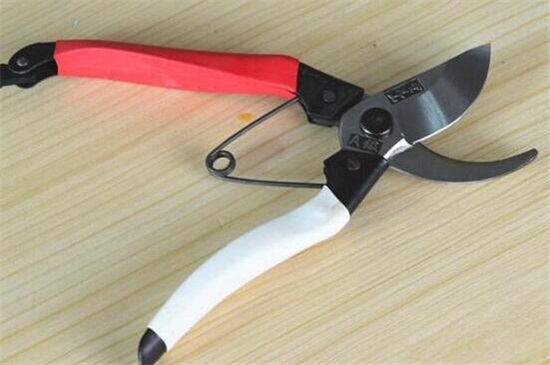 菊花的修剪办法图解法，4个步骤剪出品貌俱佳的菊花盆栽