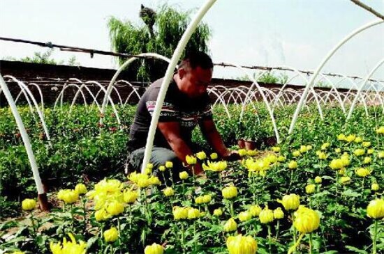 菊花的修剪办法图解法，4个步骤剪出品貌俱佳的菊花盆栽