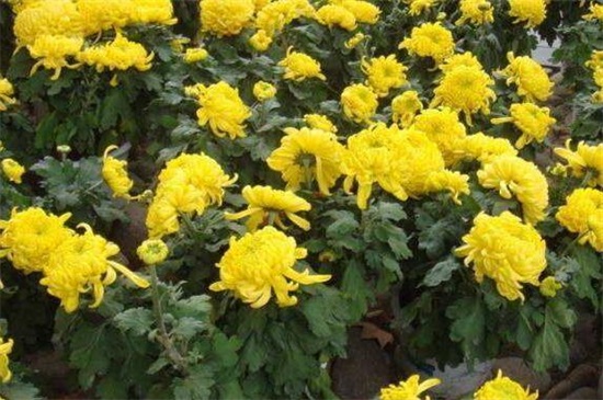 菊花的修剪办法图解法，4个步骤剪出品貌俱佳的菊花盆栽