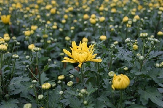 地栽菊花的养殖办法,四个办法成功养殖地栽菊花