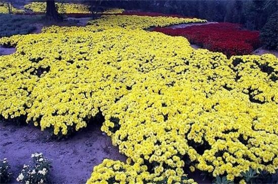 地栽菊花的养殖办法,四个办法成功养殖地栽菊花