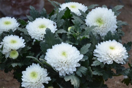 地栽菊花的养殖办法,四个办法成功养殖地栽菊花