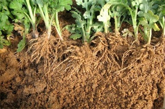 地栽菊花的养殖办法,四个办法成功养殖地栽菊花