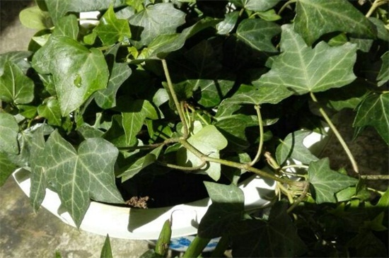 地栽菊花的养殖办法,四个办法成功养殖地栽菊花