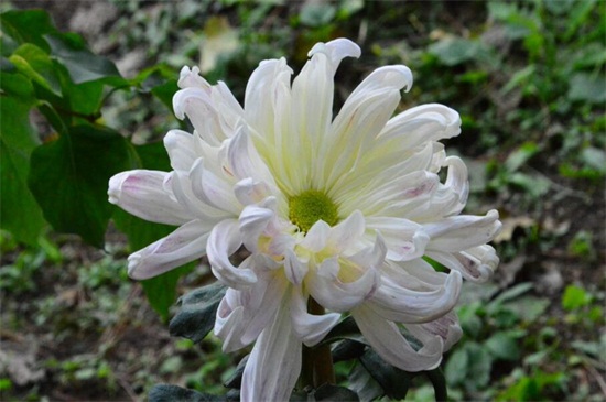 地栽菊花的养殖办法,四个办法成功养殖地栽菊花