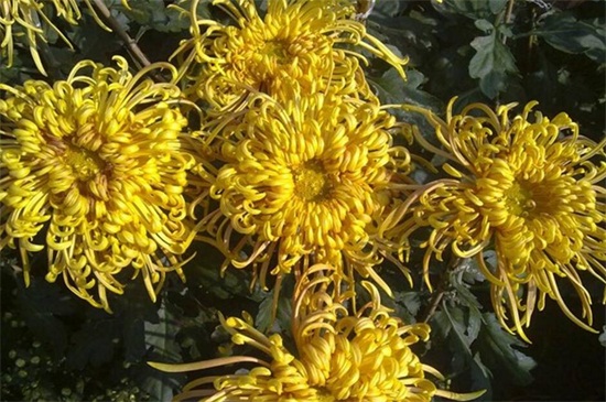 地栽菊花的养殖办法,四个办法成功养殖地栽菊花