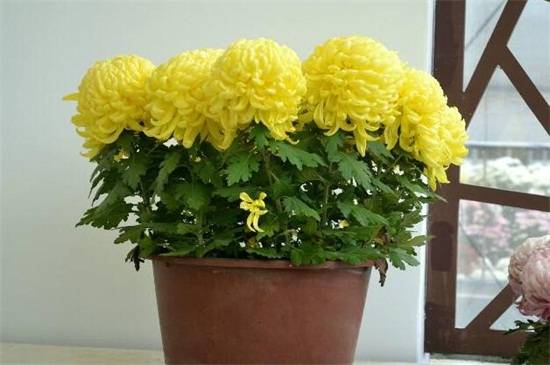盆栽菊花如何浇水，盆栽菊花一年四季浇水办法