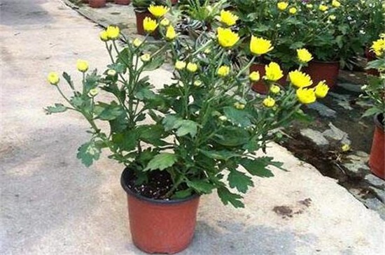 盆栽菊花如何浇水，盆栽菊花一年四季浇水办法