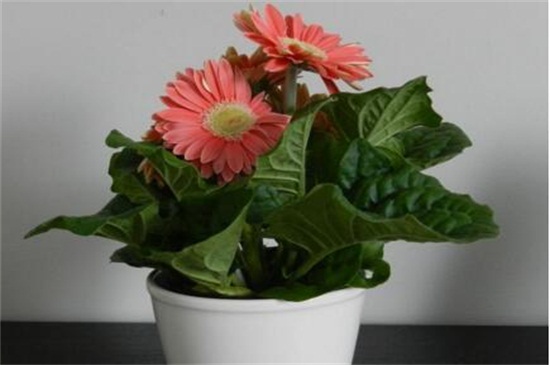 盆栽菊花如何浇水，盆栽菊花一年四季浇水办法