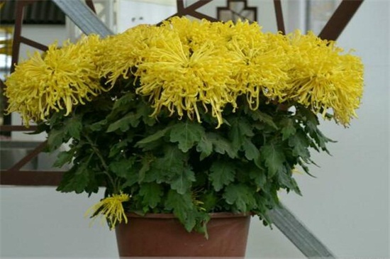 盆栽菊花如何浇水，盆栽菊花一年四季浇水办法