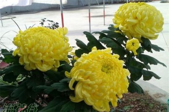 盆栽菊花如何浇水，盆栽菊花一年四季浇水办法