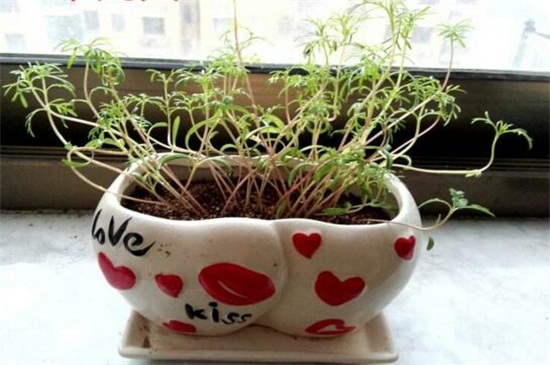 盆栽菊花如何浇水，盆栽菊花一年四季浇水办法